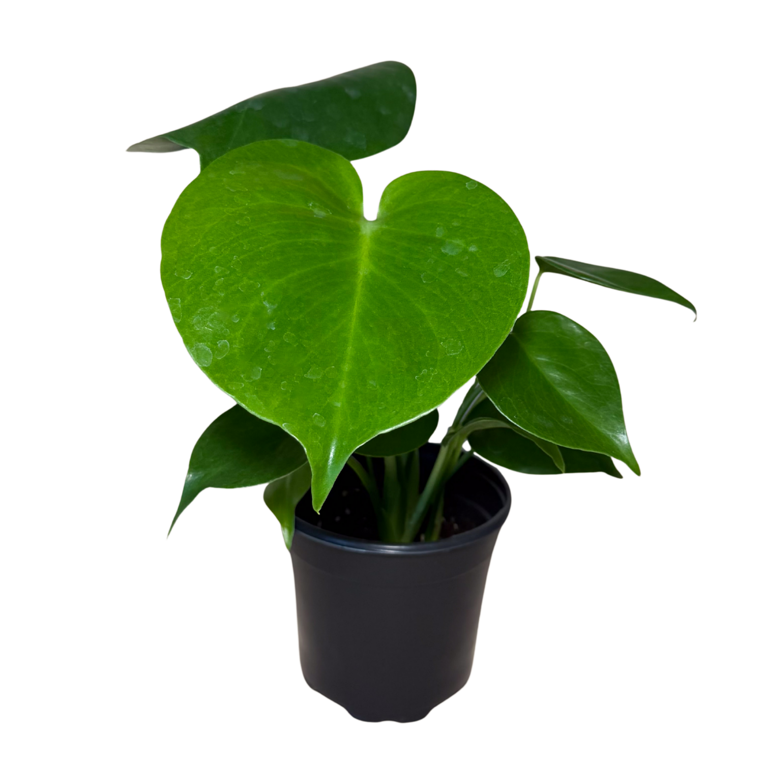 Monstera Deliciosa | 4" Houseplant