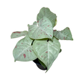 Syngonium Milk Confetti | 4" Houseplant