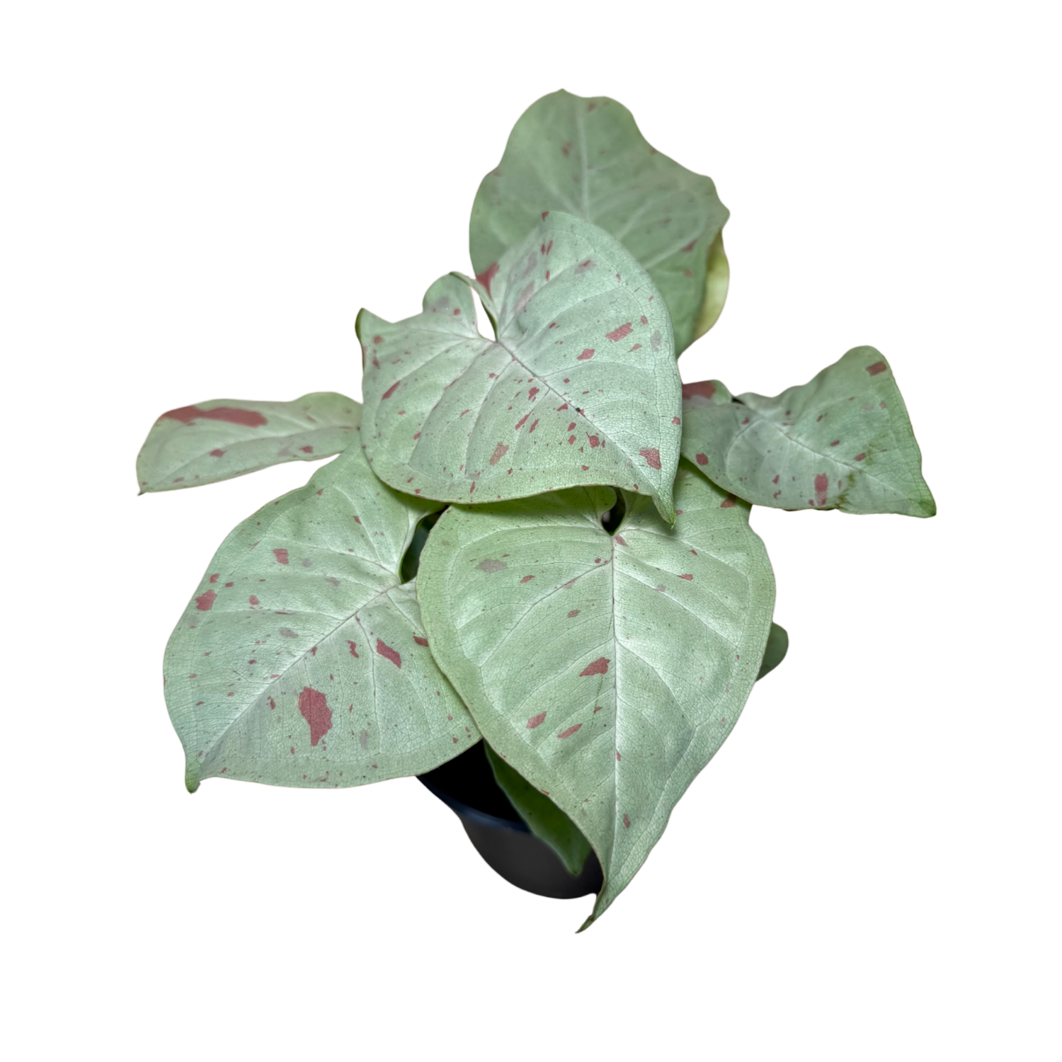 Syngonium Milk Confetti | 4" Houseplant