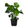 Monstera Deliciosa | 6" Houseplant
