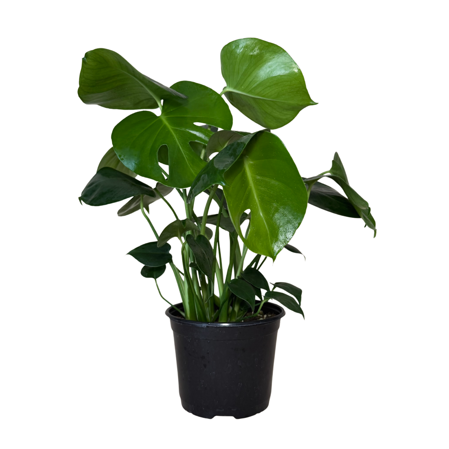 Monstera Deliciosa | 6" Houseplant