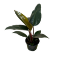 Philodendron Rojo Congo | 6" Houseplant