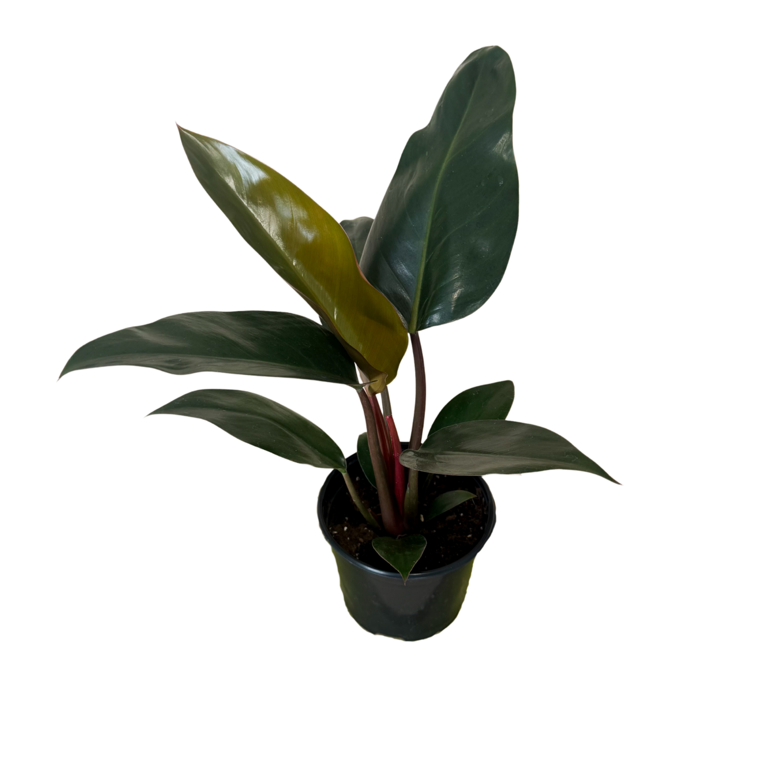 Philodendron Rojo Congo | 6" Houseplant