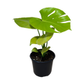 Monstera Super Golden | 6" Houseplant