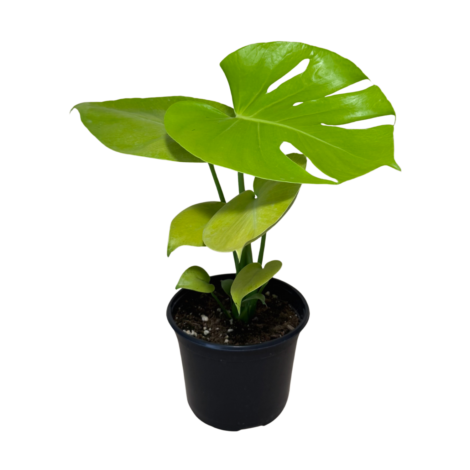 Monstera Super Golden | 6" Houseplant