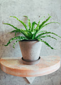 Victoria Bird's Nest Fern | 6" Houseplant