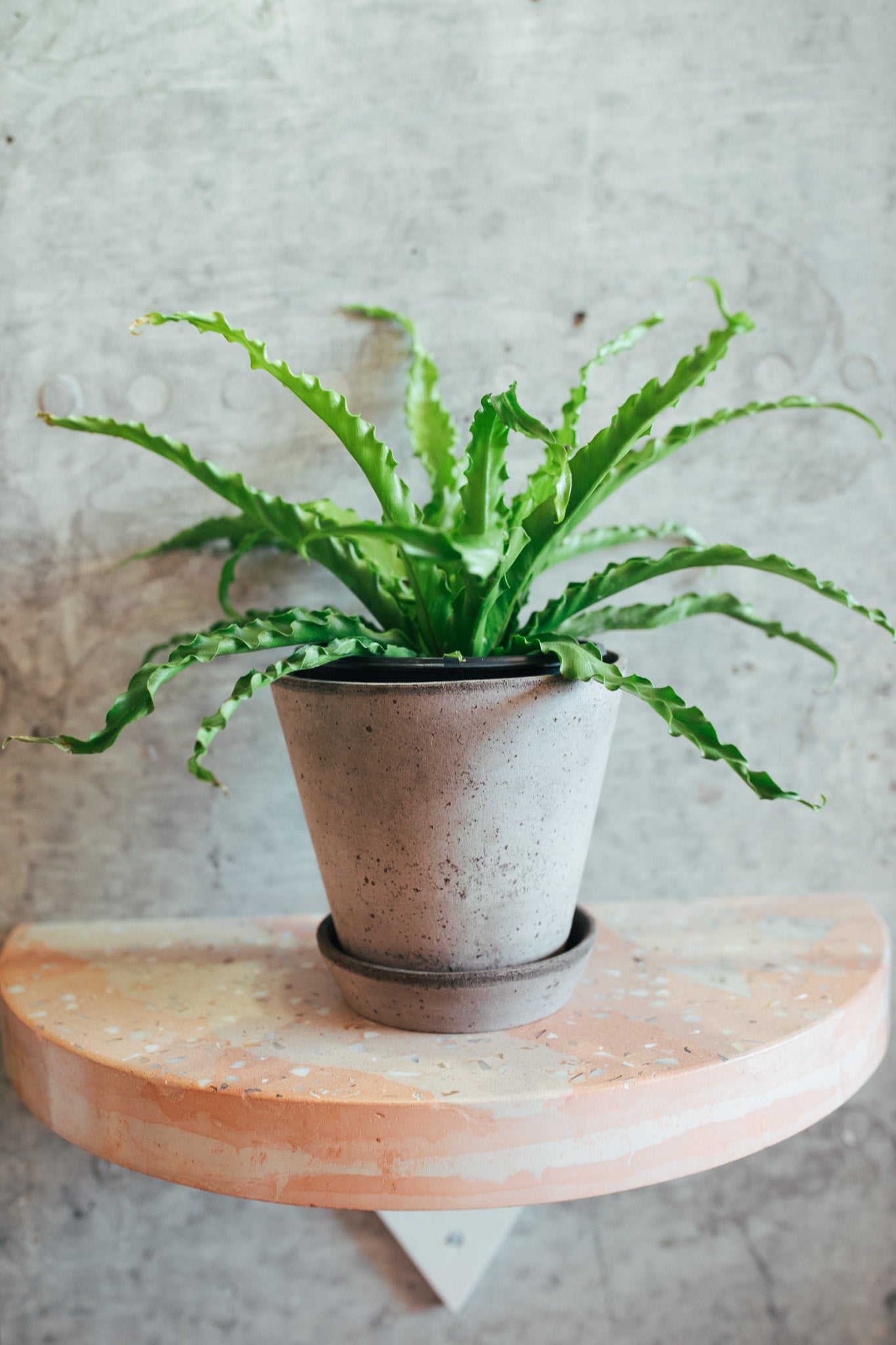 Victoria Bird's Nest Fern | 6" Houseplant
