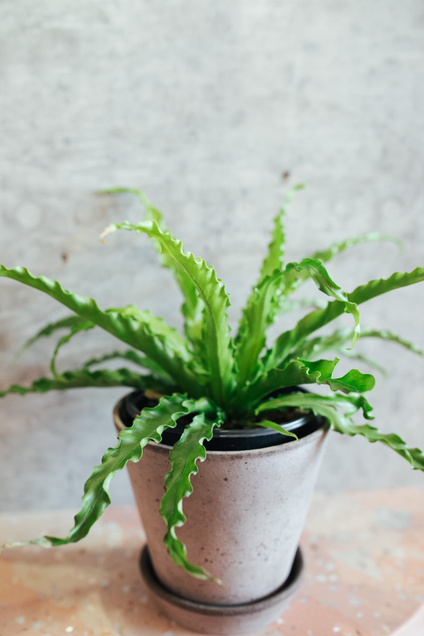 Victoria Bird's Nest Fern | 6" Houseplant