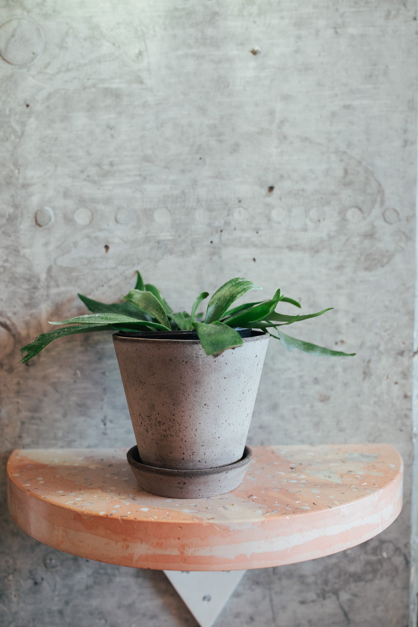 Staghorn Netherlands Fern | 6" Houseplant