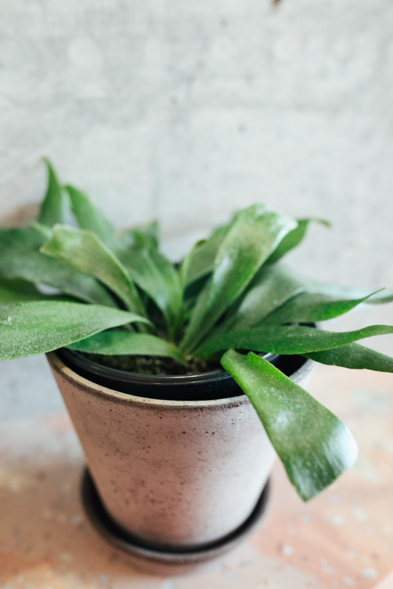 Staghorn Netherlands Fern | 6" Houseplant