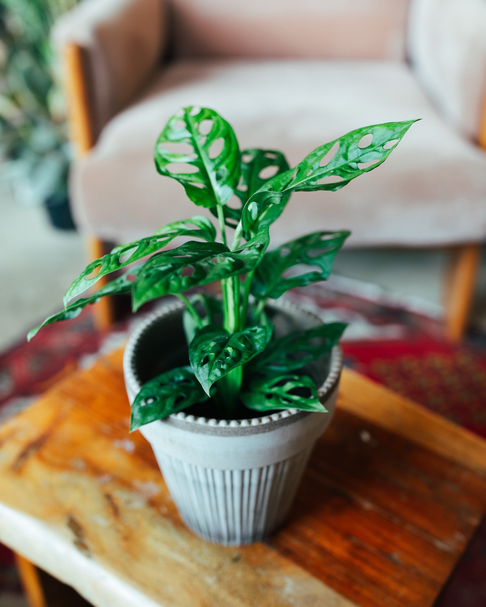 Swiss Cheese Monstera | - 4" Houseplant