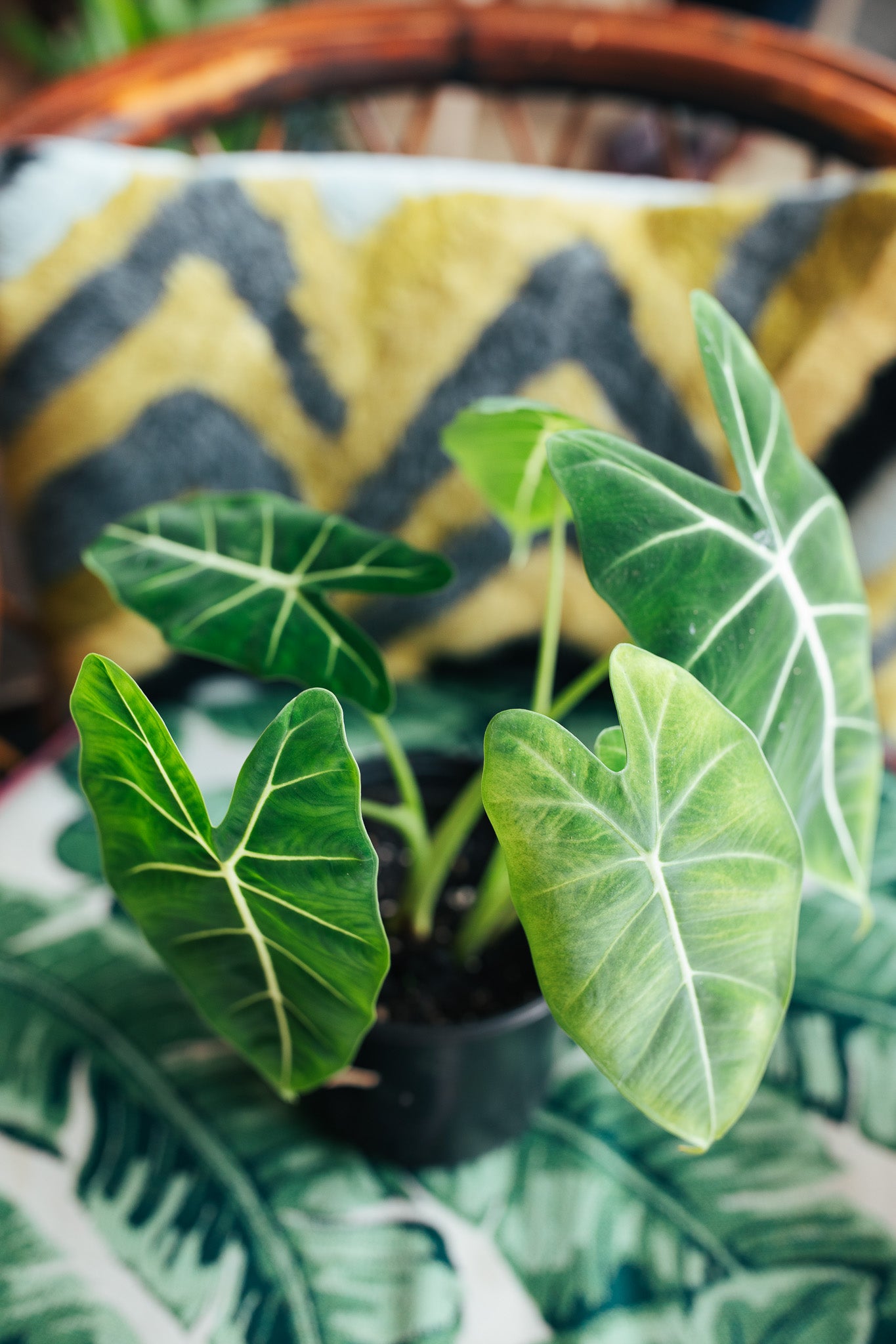 Alocasia Frydek | 6" Houseplant
