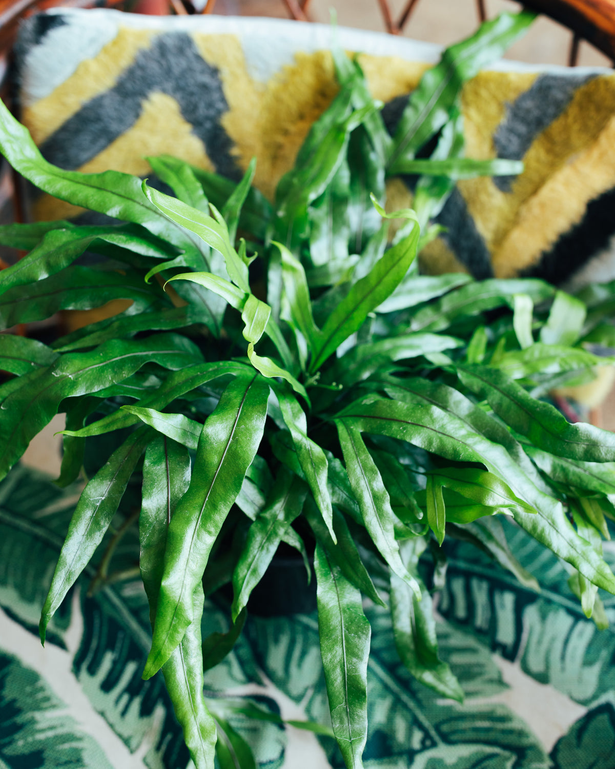 Kangaroo Paw Footed Fern Hanging Basket (Microsorum Diversifolium) - 8 Inch Indoor Houseplant