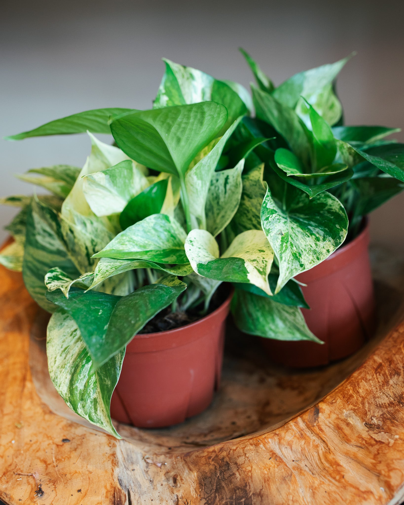 Pothos Marble Queen | Hanging Basket | 6" Houseplant