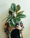 Variegated Rubber Tree (Ficus Elastica 'Tineke') - 8 Inch Indoor Houseplant