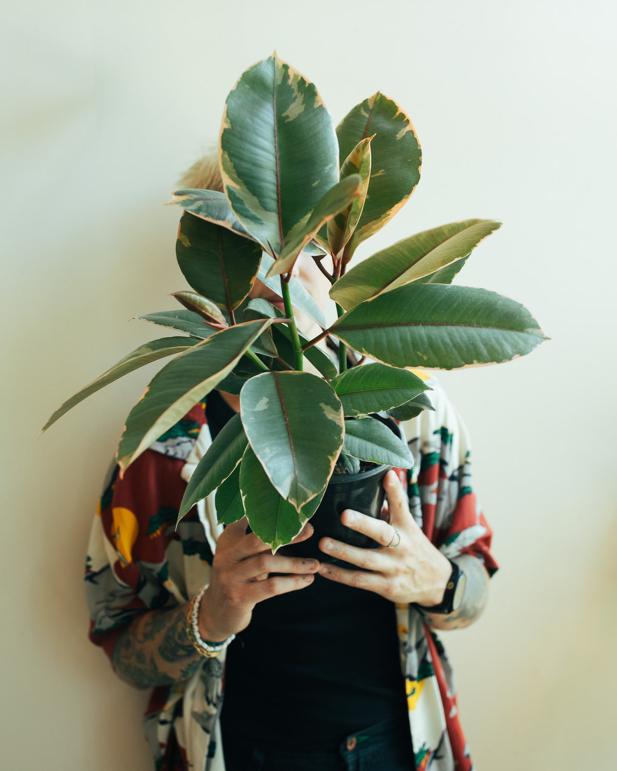 Variegated Rubber Tree (Ficus Elastica 'Tineke') - 8 Inch Indoor Houseplant