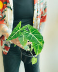Anthurium Clarinervium Hybrid - 4 Inch Indoor Houseplant