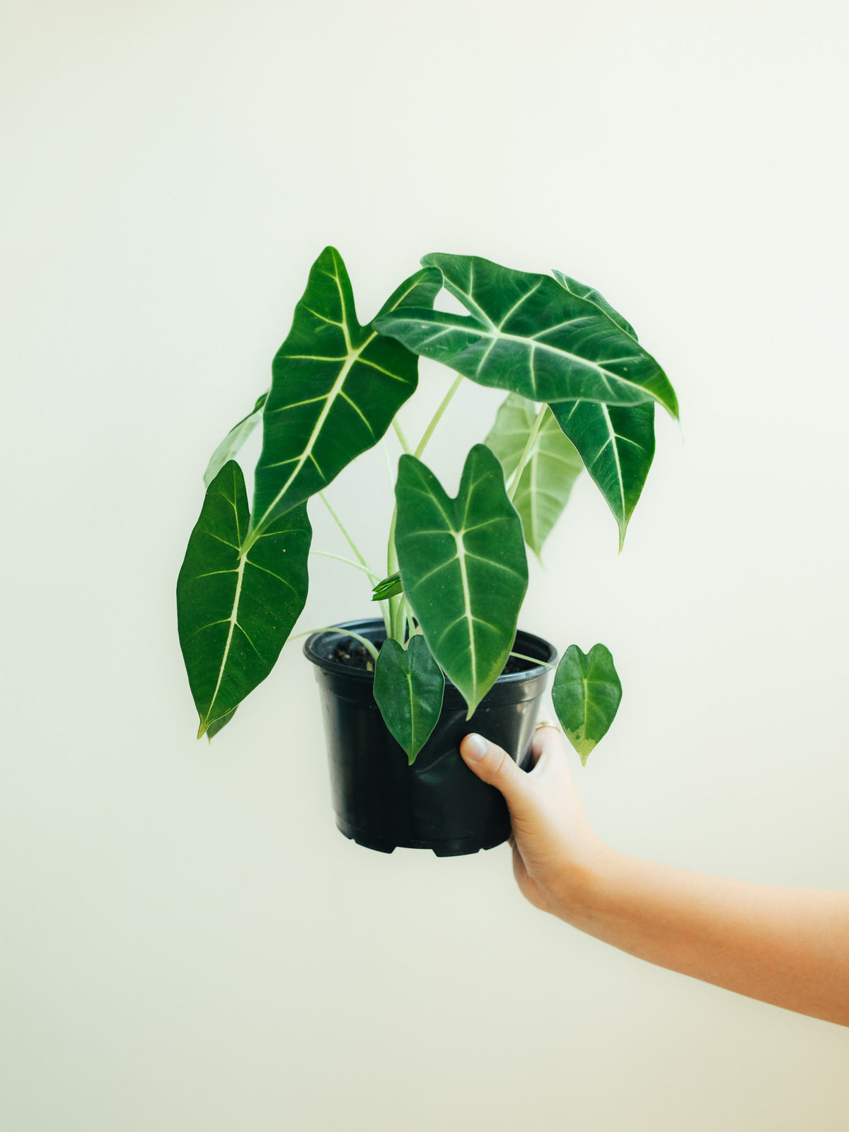Alocasia Frydek | 6" Houseplant