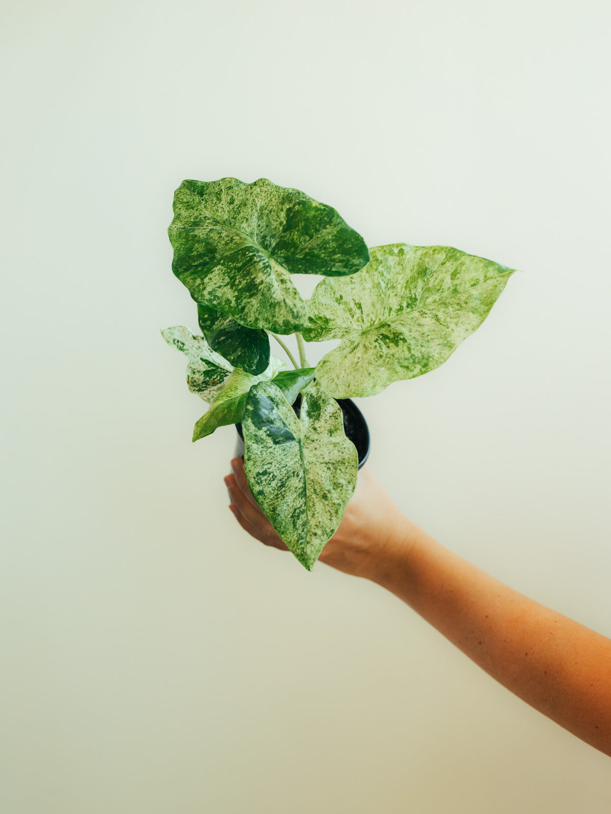 Alocasia Blizzard | 6" Houseplant