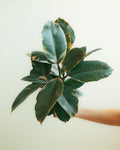 Ruby Rubber Plant (Ficus Elastica 'Ruby') - 6 Inch Indoor Houseplant