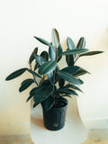 Burgundy Rubber Plant | 8" Houseplant
