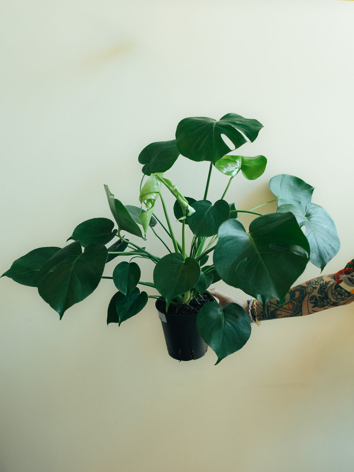 Monstera Deliciosa | 6" Houseplant