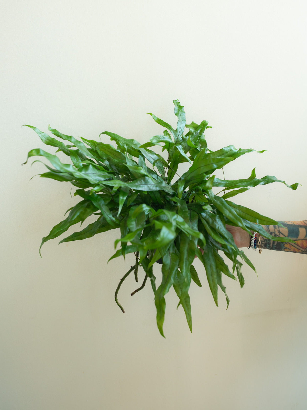Kangaroo Paw Footed Fern Hanging Basket (Microsorum Diversifolium) - 8 Inch Indoor Houseplant