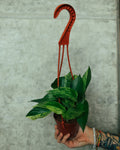 Pothos Marble Queen | Hanging Basket | 6" Houseplant