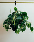 Philodendron Brasil | Hanging Basket  | 6" Houseplant