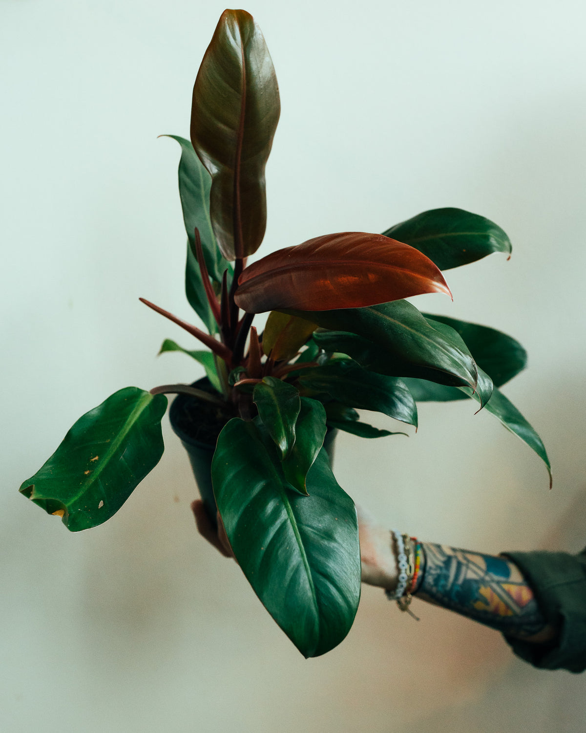 Philodendron Rojo Congo | 6" Houseplant