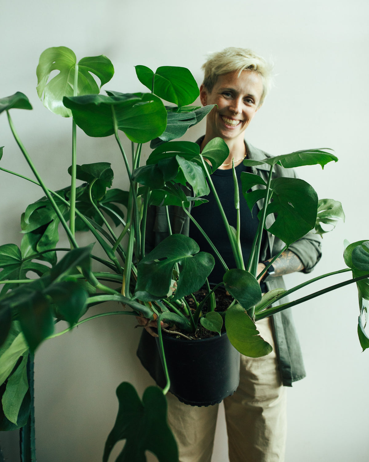 Monstera Deliciosa | 8" Houseplant