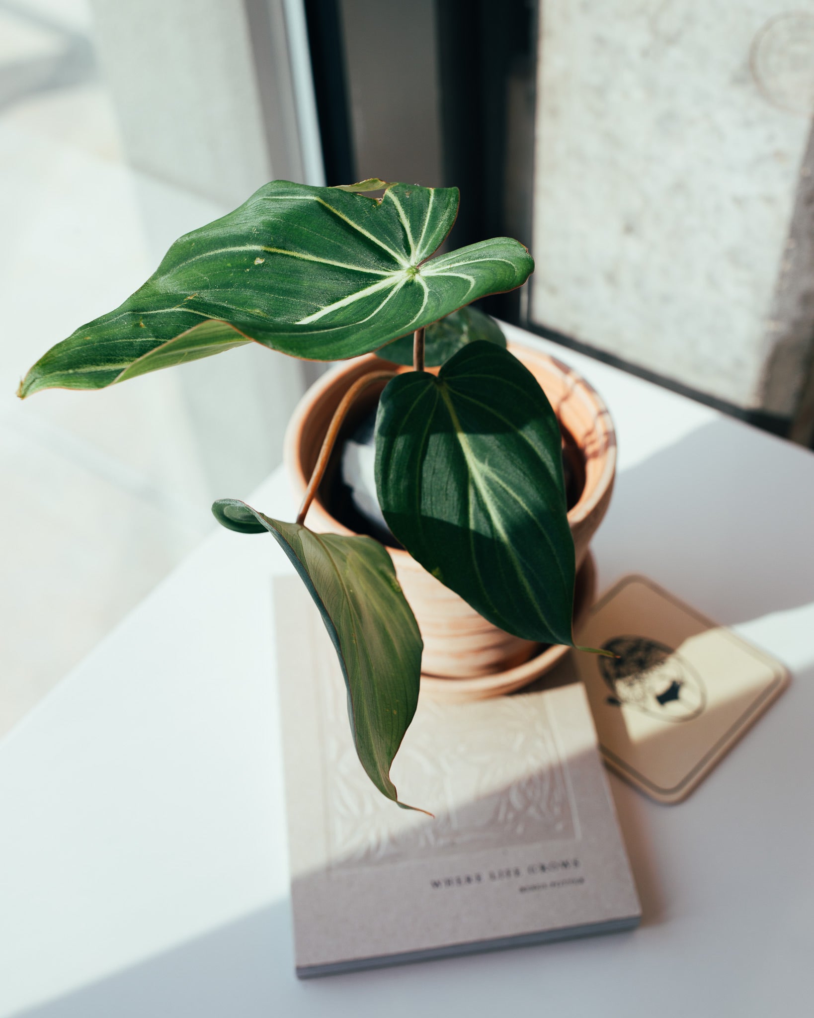 Alocasia Frydek | 6" Houseplant