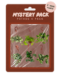 A retail package containing a 4-pack of miniature hanging potted pothos plants. The plants are sealed in clear plastic inside a brown cardboard backing card with the text 'MYSTERY PACK POTHOS 4 PACK' and a pink '6" HOUSE PLANTS!' sticker.