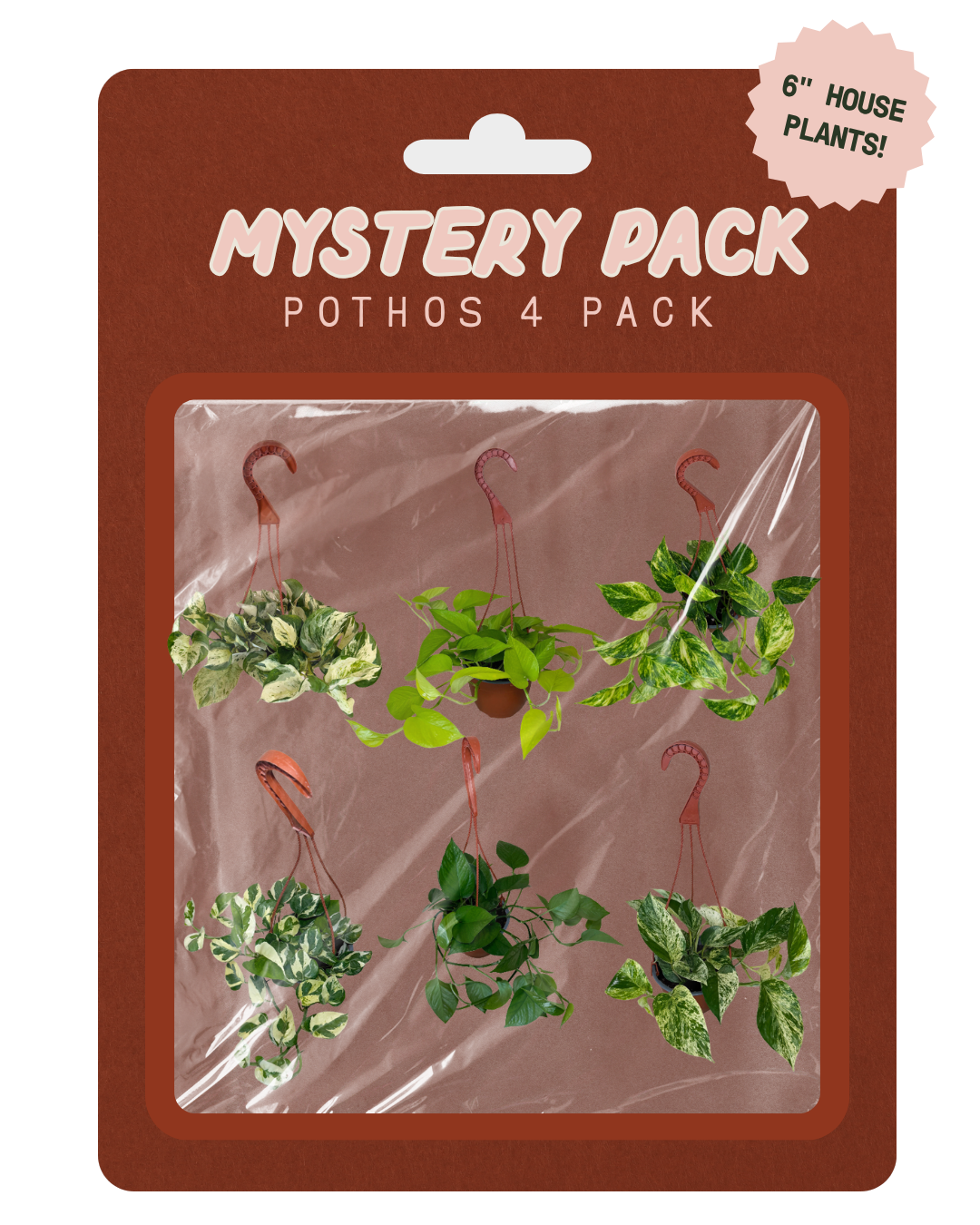 A retail package containing a 4-pack of miniature hanging potted pothos plants. The plants are sealed in clear plastic inside a brown cardboard backing card with the text 'MYSTERY PACK POTHOS 4 PACK' and a pink '6" HOUSE PLANTS!' sticker.