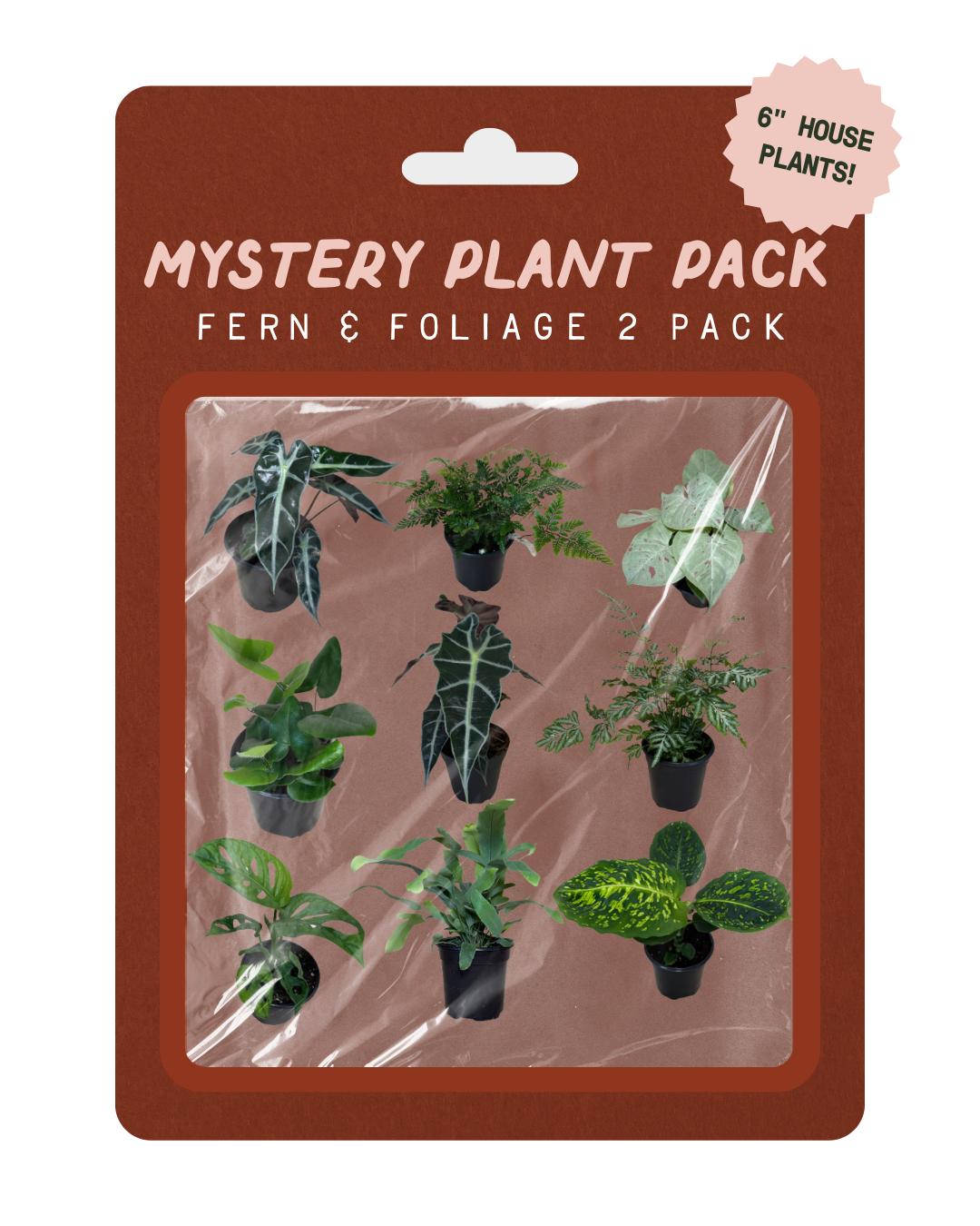 Mystery Plant Pack containing 6-inch houseplants (ferns and foliage) in black pots, packaged on a brown backing card with a pink sticker label.