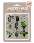 A retail package containing a 4-pack of 4-inch house plants under clear plastic wrap, mounted on a beige backing card with the text 'MYSTERY PACK FOLIAGE 4 PACK' and a pink burst reading '4" HOUSE PLANTS!'.