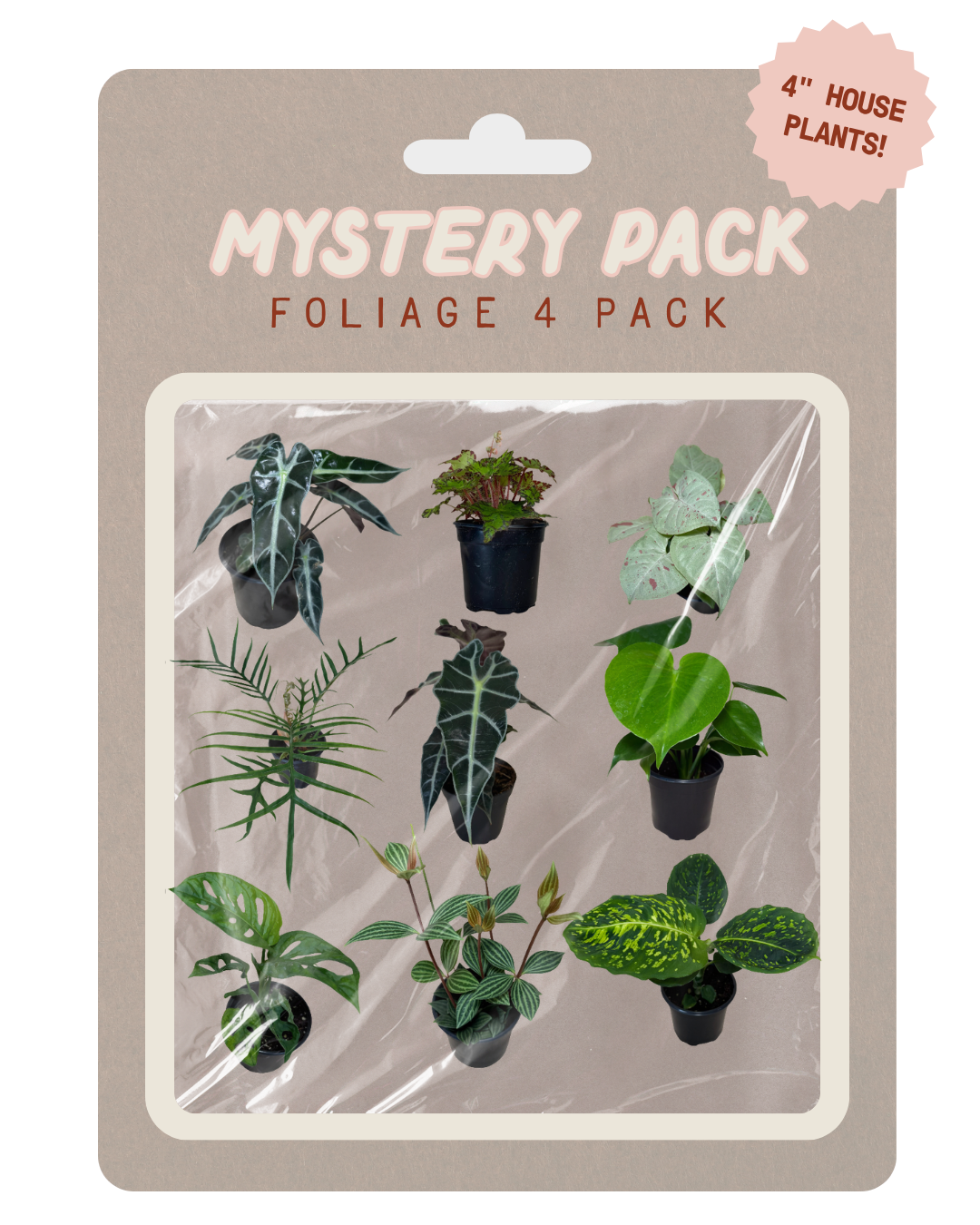 A retail package containing a 4-pack of 4-inch house plants under clear plastic wrap, mounted on a beige backing card with the text 'MYSTERY PACK FOLIAGE 4 PACK' and a pink burst reading '4" HOUSE PLANTS!'.
