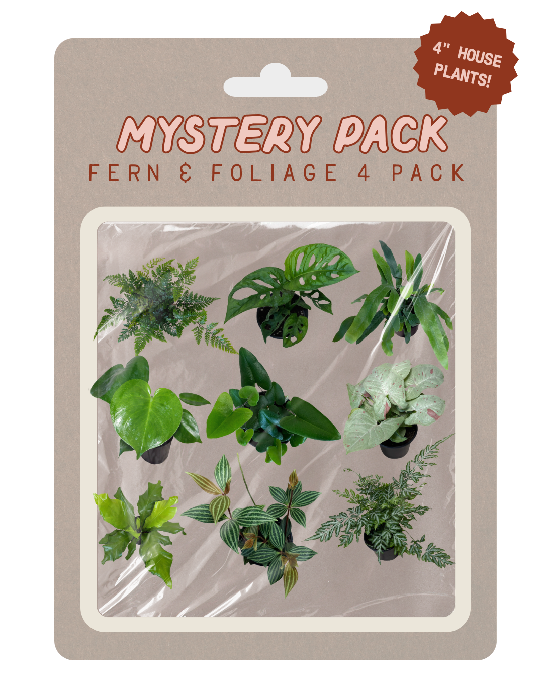 Mystery pack of 4 house plants (ferns and foliage) on a beige backing card with a clear plastic window, featuring a brown '4" House Plants!' badge.