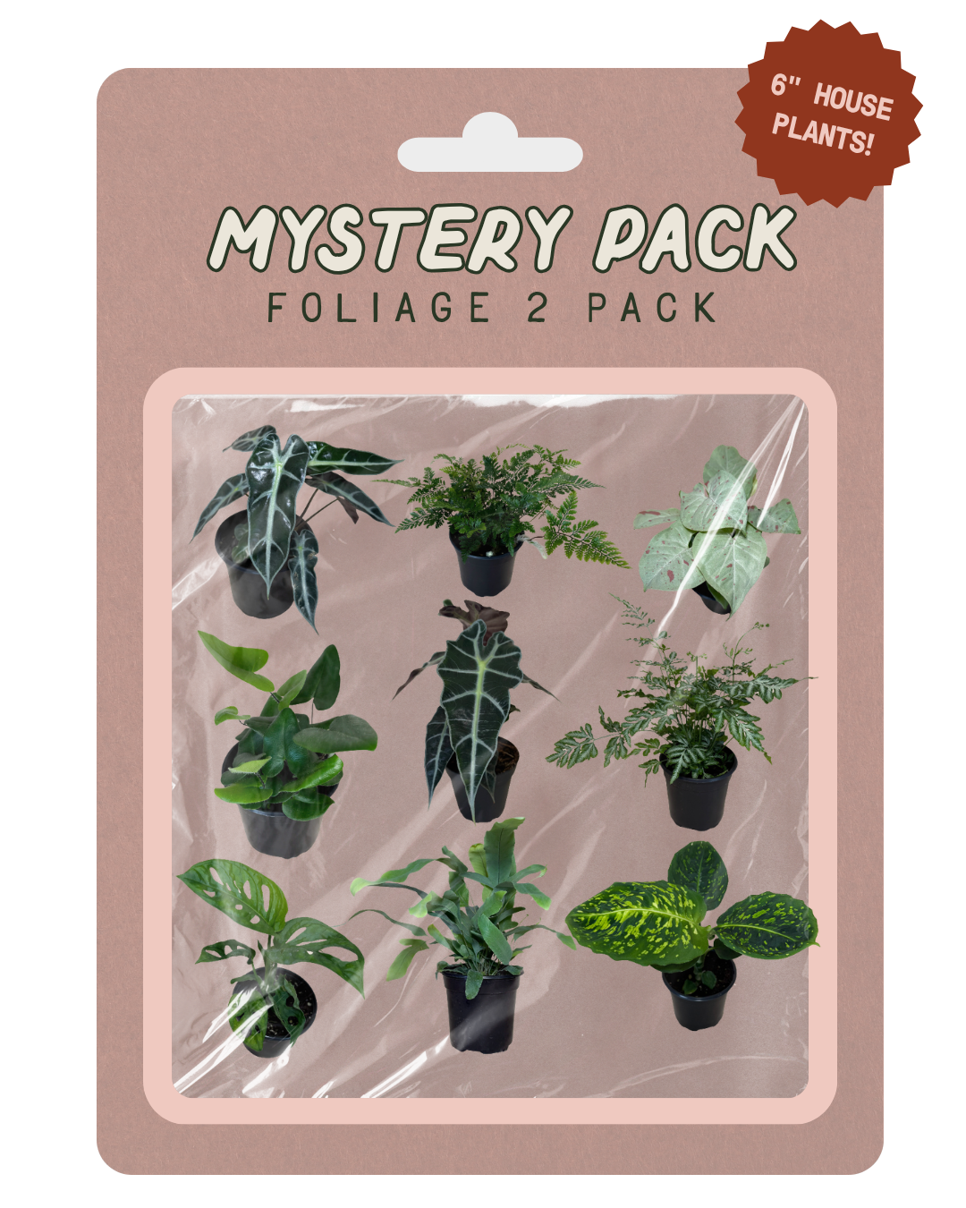 A retail blister pack containing nine miniature 6-inch houseplants in black pots, labeled 'MYSTERY PACK FOLIAGE 2 PACK' on a dusty pink backing card with a brown burst reading '6" HOUSE PLANTS!'.