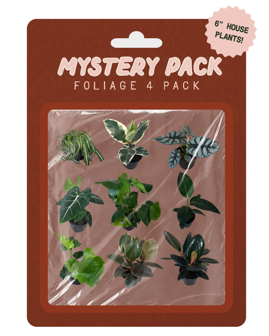 Mystery Pack Foliage 4 Pack containing 6 different houseplant illustrations on a brown backing card with a pink sticker label.
