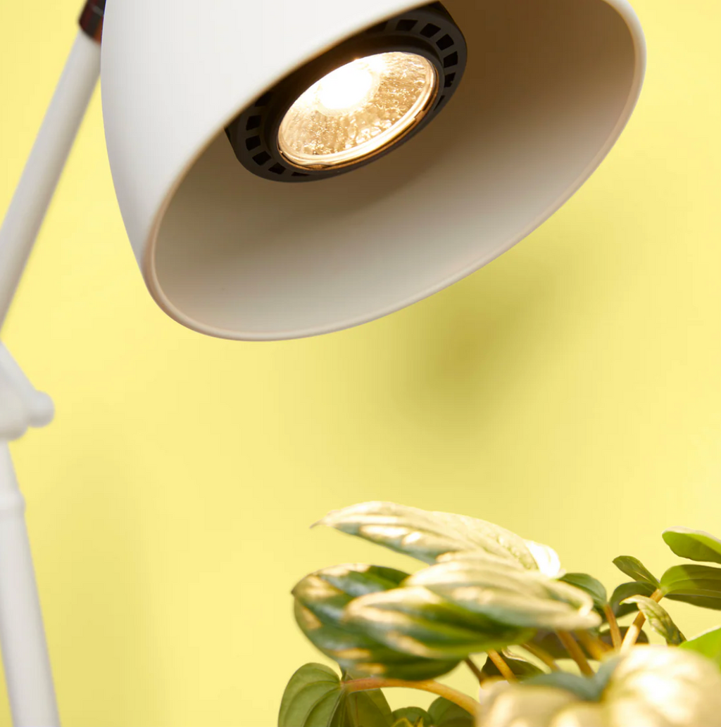 We The Wild - Instant Sun Grow Bulb