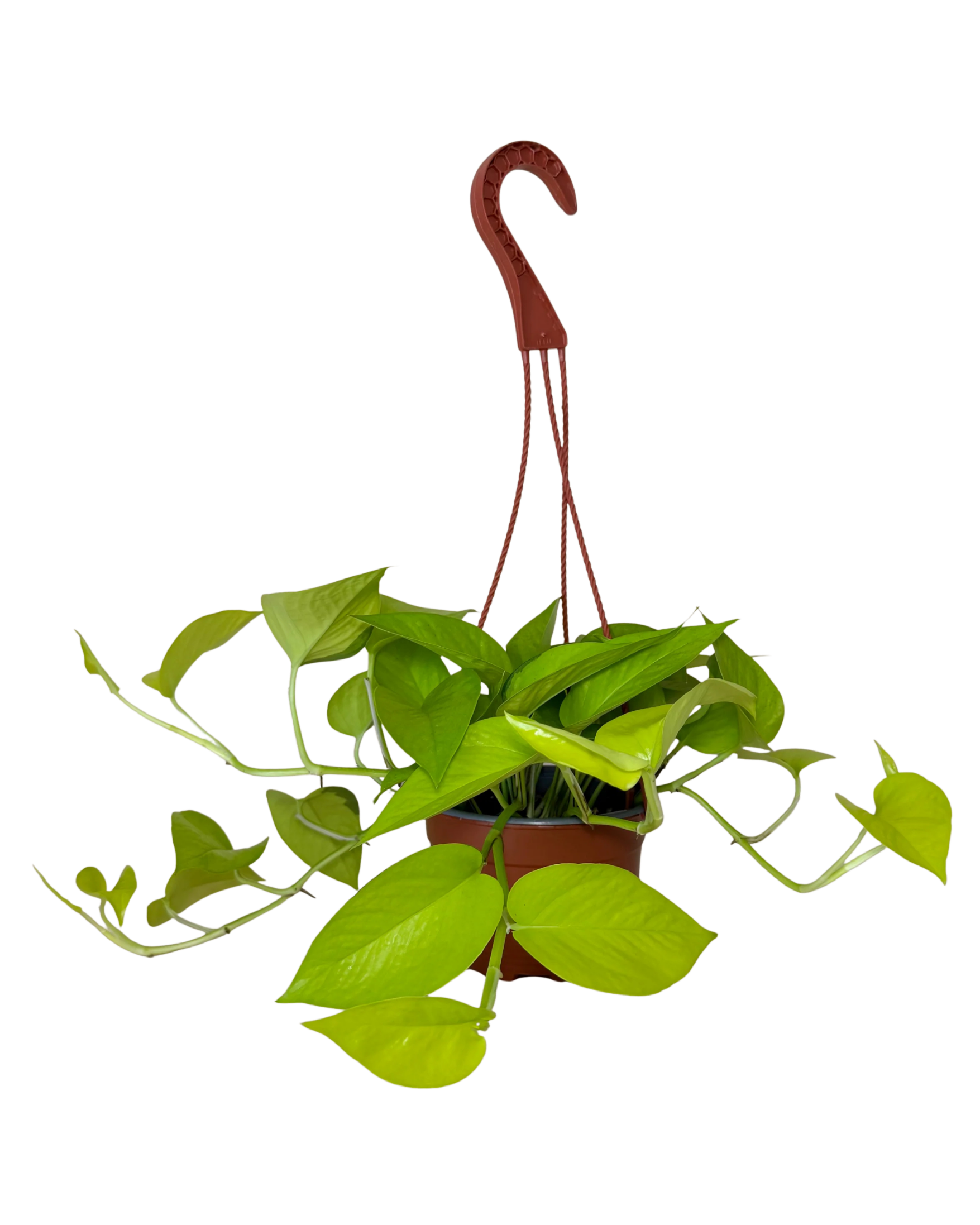 Pothos Neon | Hanging Basket | 6" Houseplant