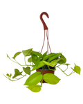 Pothos Neon | Hanging Basket | 6" Houseplant