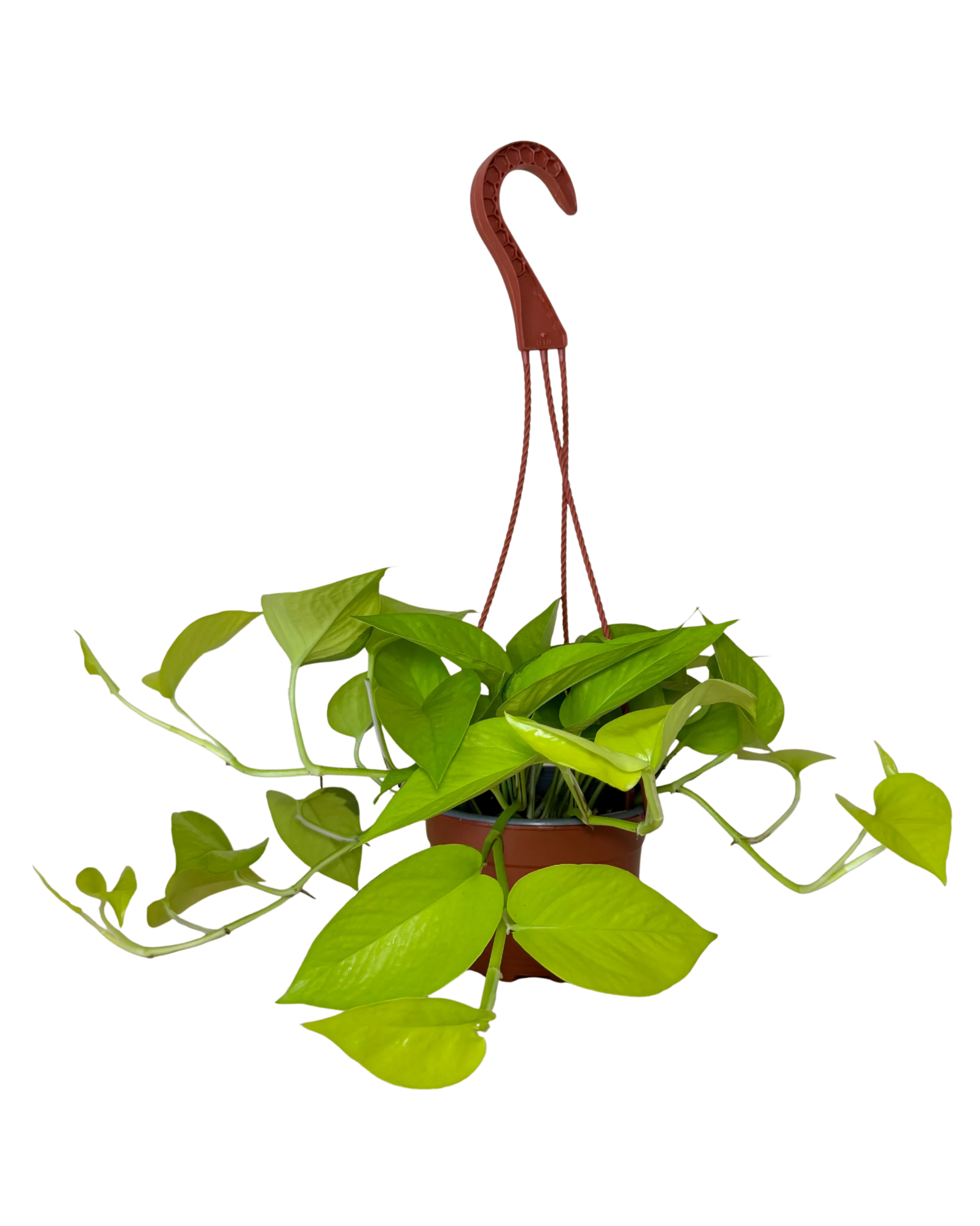 Pothos Neon | Hanging Basket | 6" Houseplant