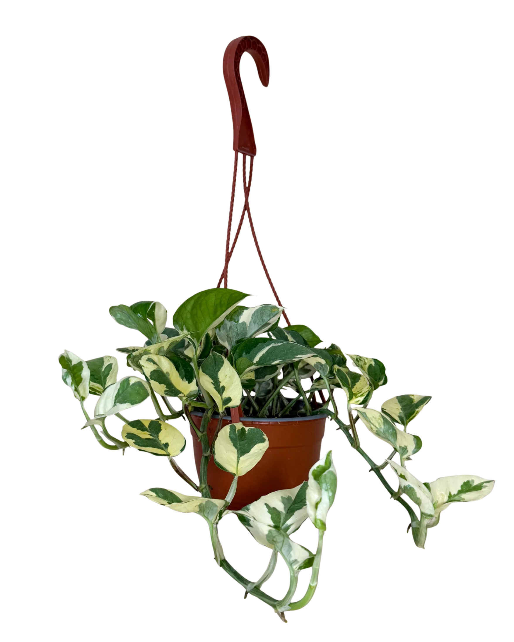 Pothos N'Joy | Hanging Basket  | 6" Houseplant