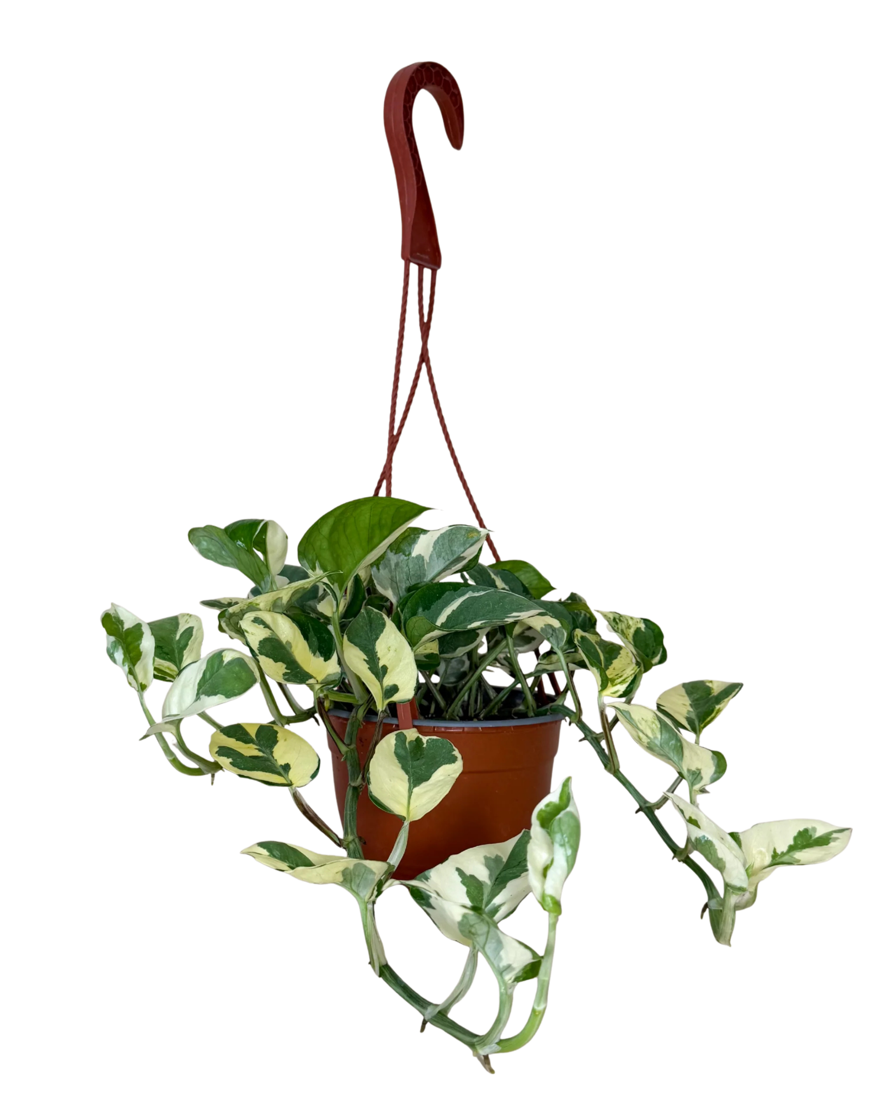 Pothos N'Joy | Hanging Basket  | 6" Houseplant