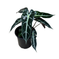 A potted Alocasia plant with glossy dark green leaves featuring prominent silver-white veins, in a black plastic nursery pot against a plain white background.