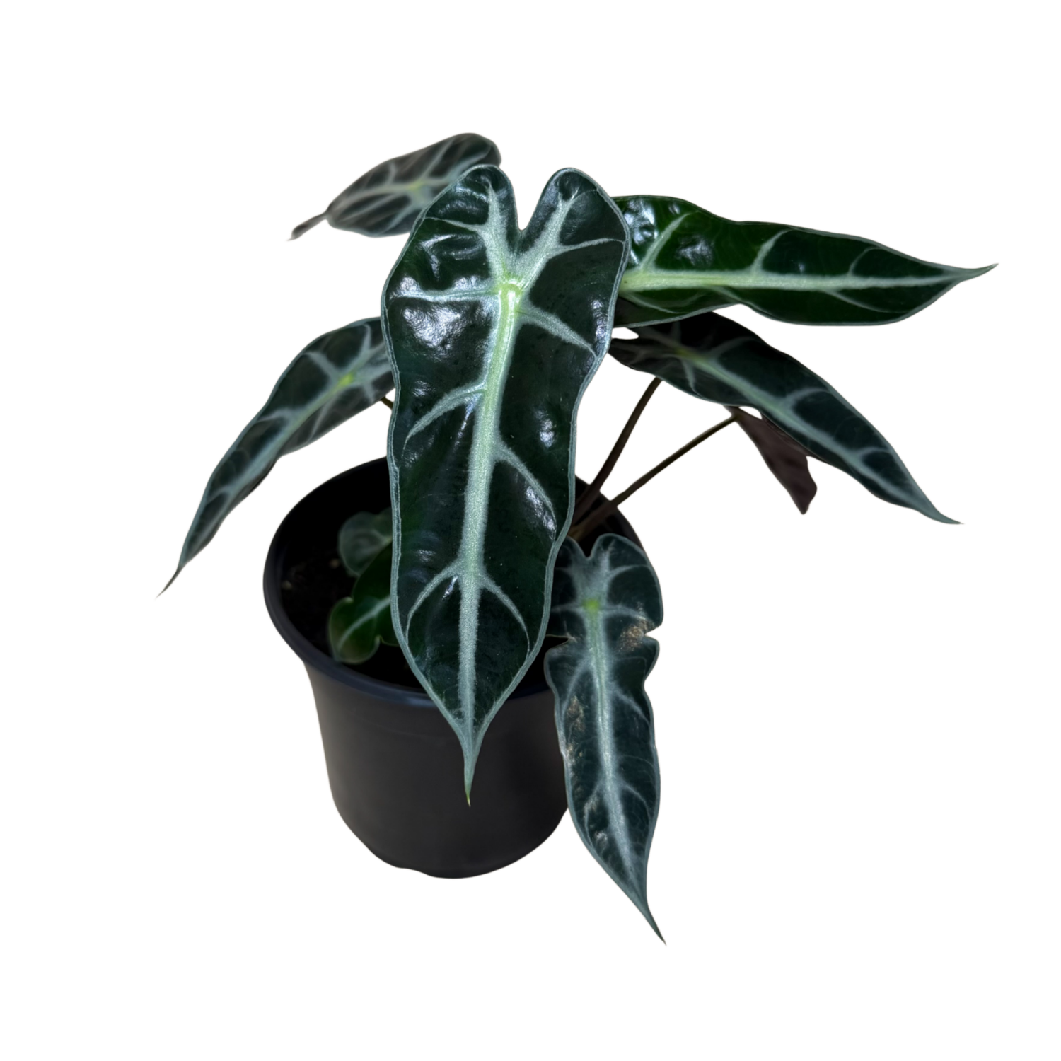 A potted Alocasia plant with glossy dark green leaves featuring prominent silver-white veins, in a black plastic nursery pot against a plain white background.