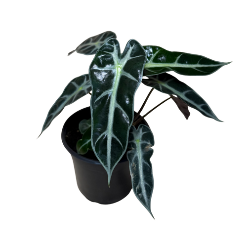 A potted Alocasia plant with glossy dark green leaves featuring prominent silver-white veins, in a black plastic nursery pot against a plain white background.