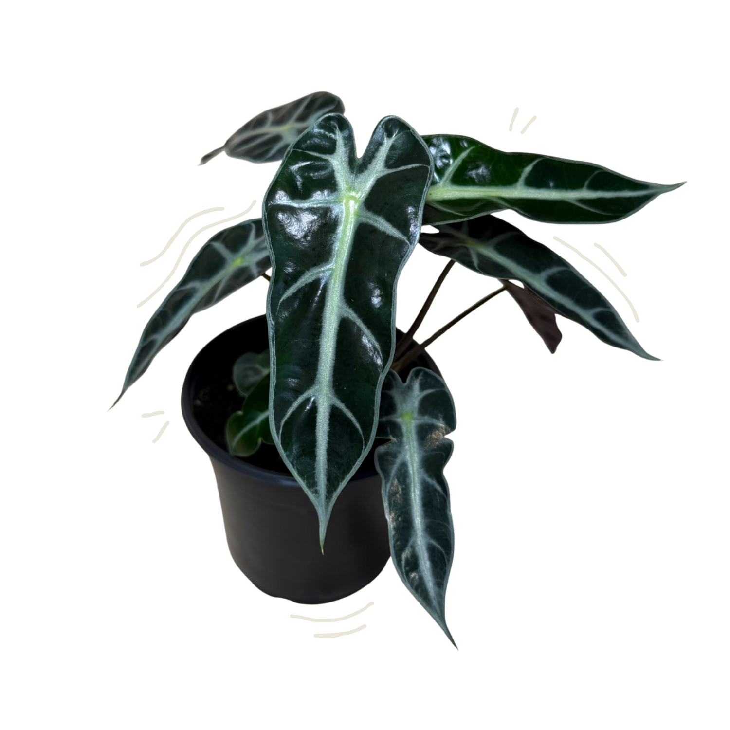 A potted Alocasia plant with glossy dark green leaves featuring prominent silver-white veining, housed in a black plastic nursery pot against a plain white background.
